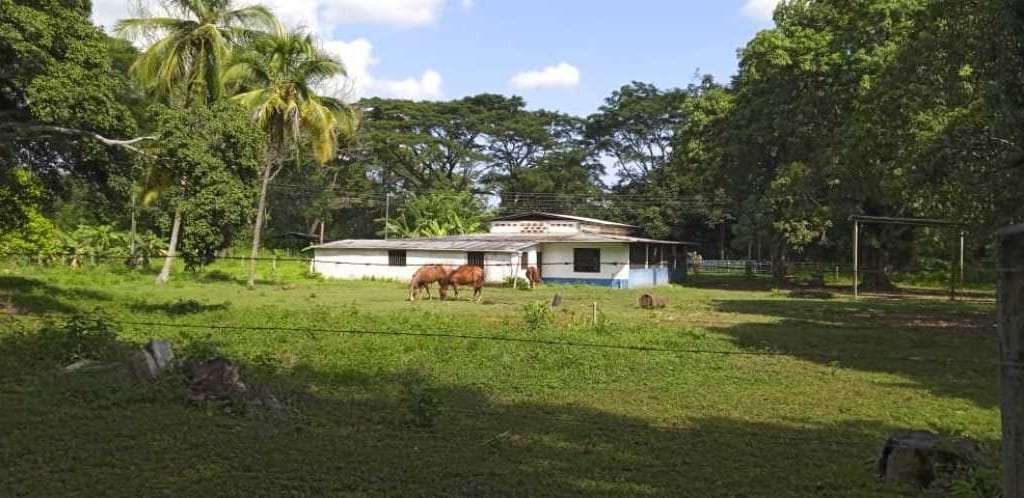 Finca en Las Mercedes Country, Tinaquillo - 1