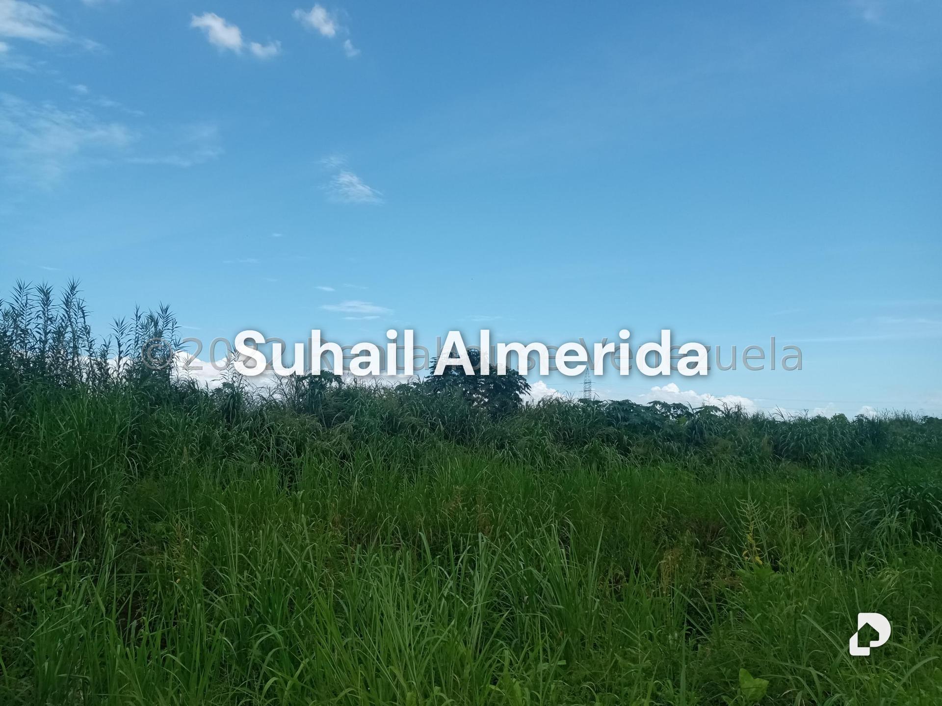 Terreno en Flor Amarillo, Valencia – 5