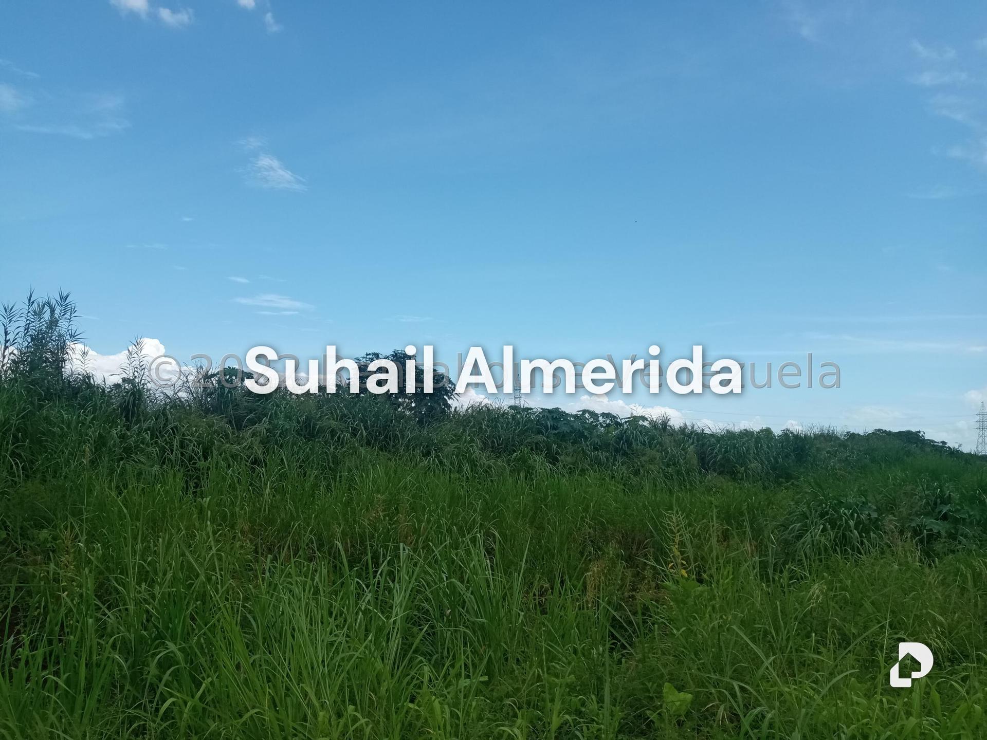 Terreno en Flor Amarillo, Valencia – 1
