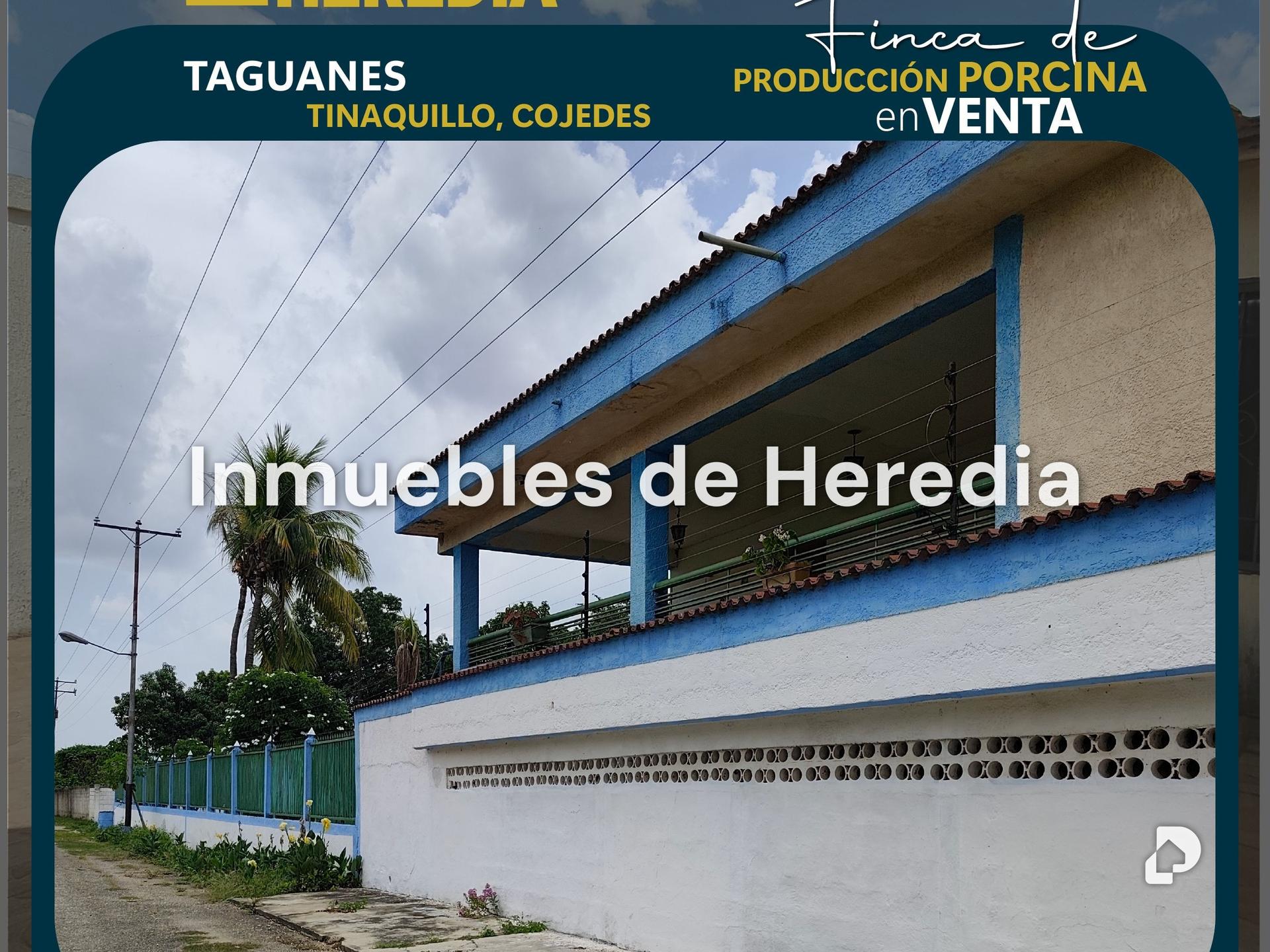 Finca en Taguanes, Tinaquillo – 1