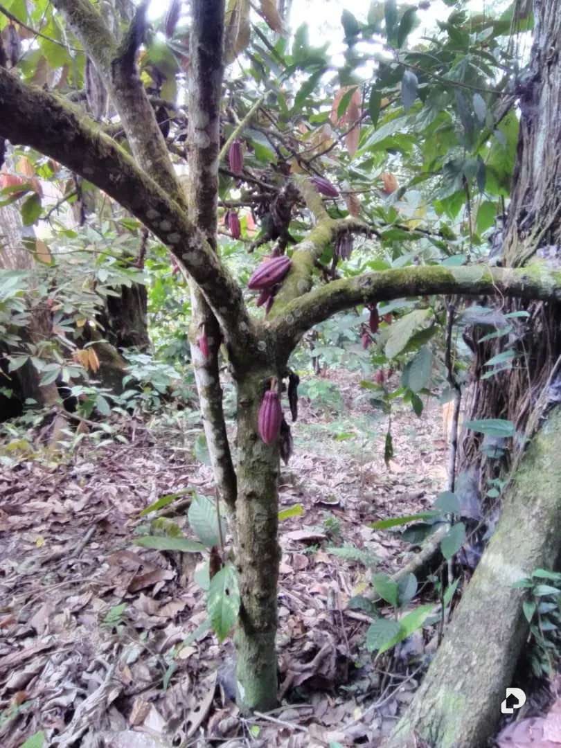 Finca en Aldea Santa Barbara, Zea – 24