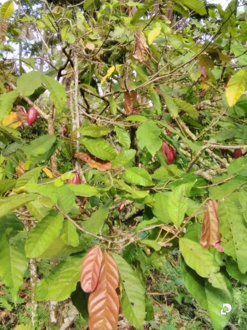 Finca en Aldea Santa Barbara, Zea – 22