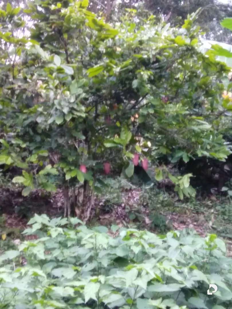 Finca en Aldea Santa Barbara, Zea – 23