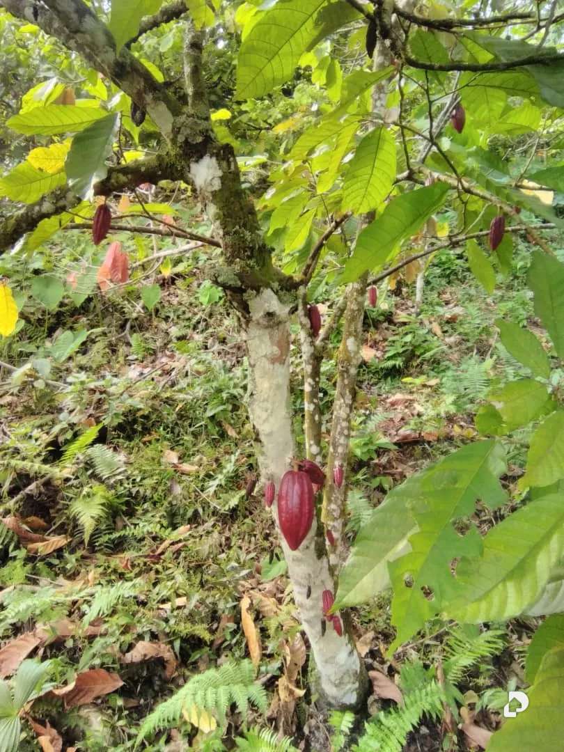 Finca en Aldea Santa Barbara, Zea – 21