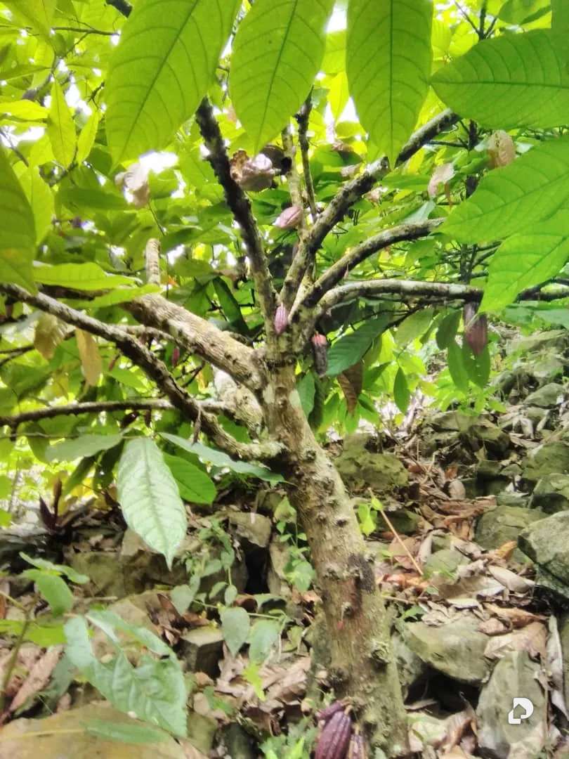 Finca en Aldea Santa Barbara, Zea – 25