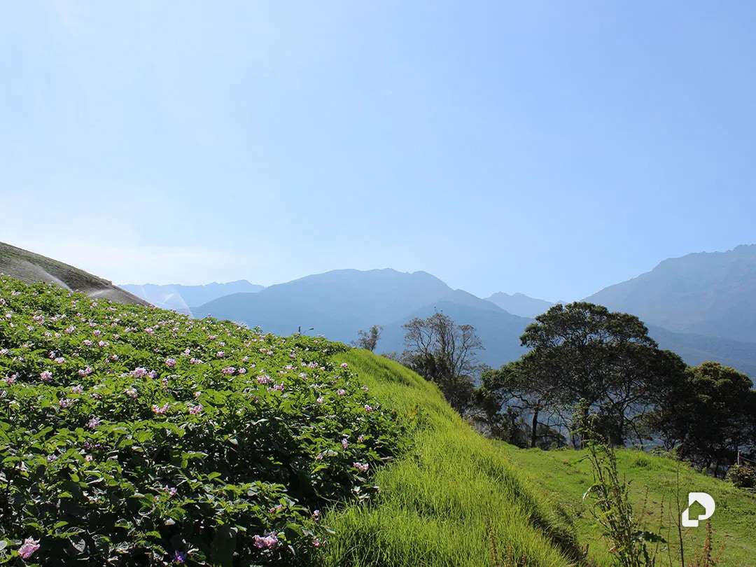 Finca en Cacute Alto, Cacute – 16