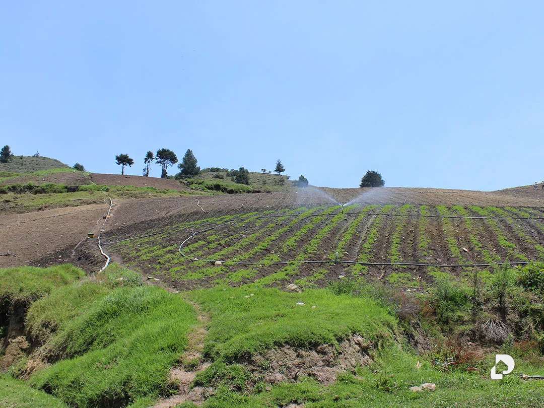 Finca en Cacute Alto, Cacute – 38