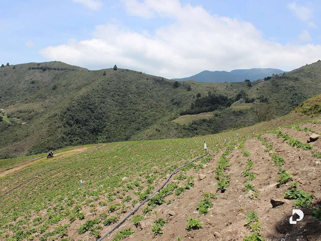 Finca en Cacute Alto, Cacute – 29