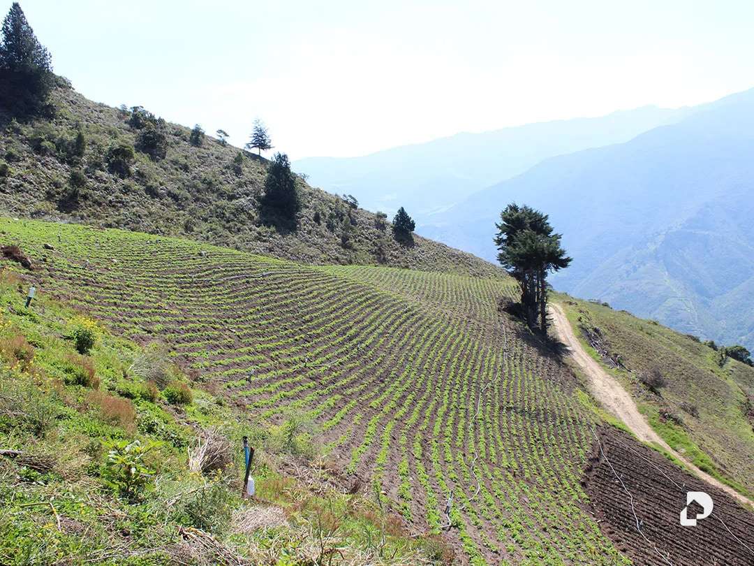 Finca en Cacute Alto, Cacute – 22