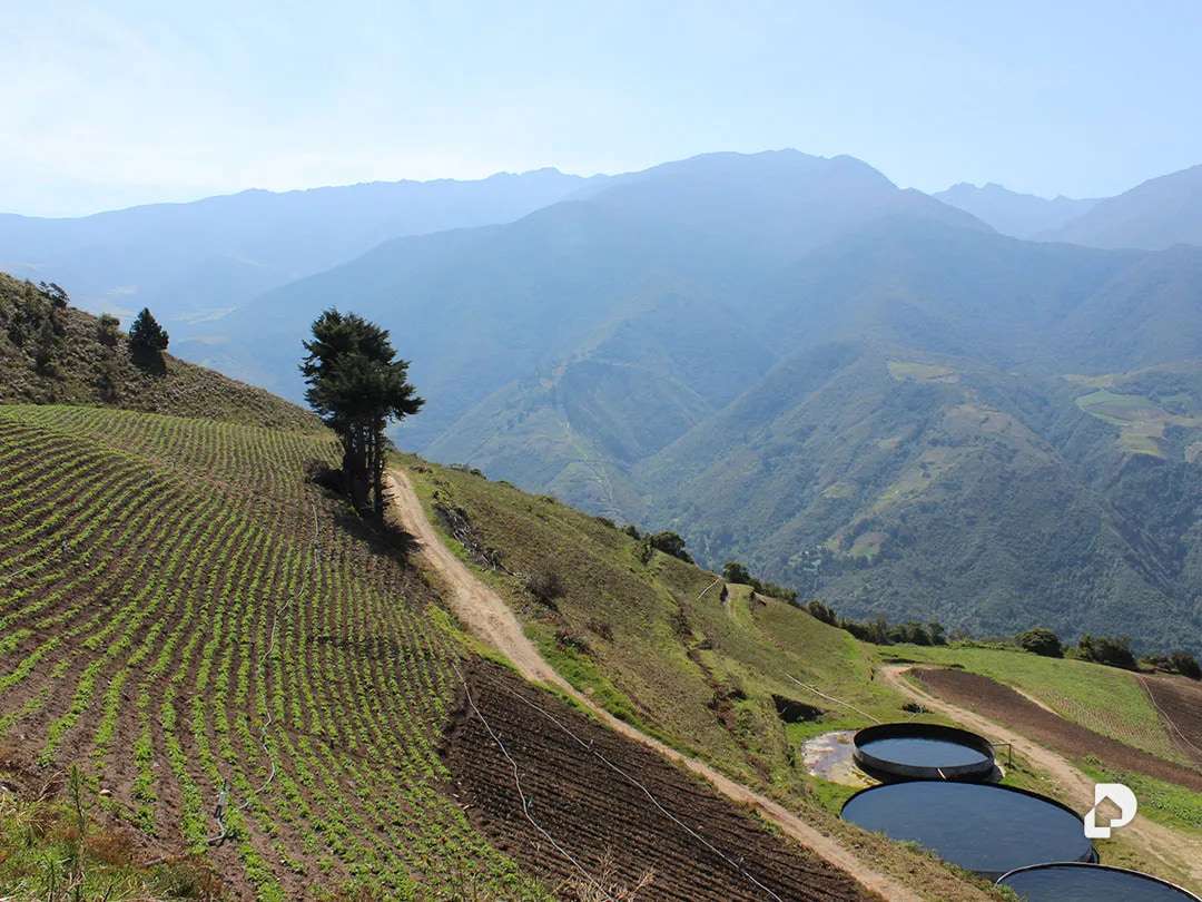 Finca en Cacute Alto, Cacute – 23