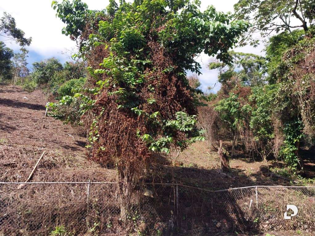 Land in Sorocaima, Caracas – 9