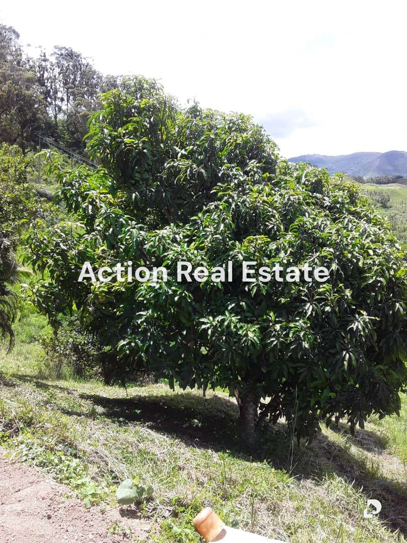 Terreno en San Pedro, Altos Mirandinos – 10