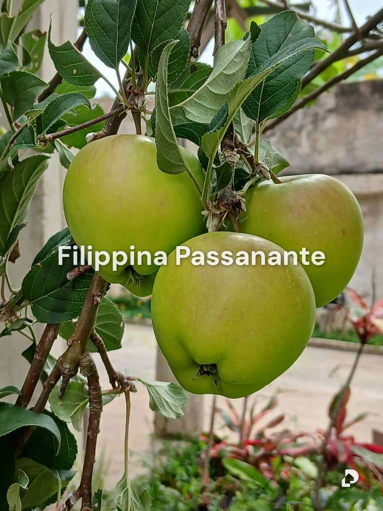 Casa en La Placeta, Caripe – 17