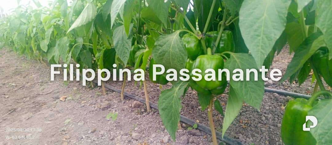 Casa en La Guanota, Caripe – 10