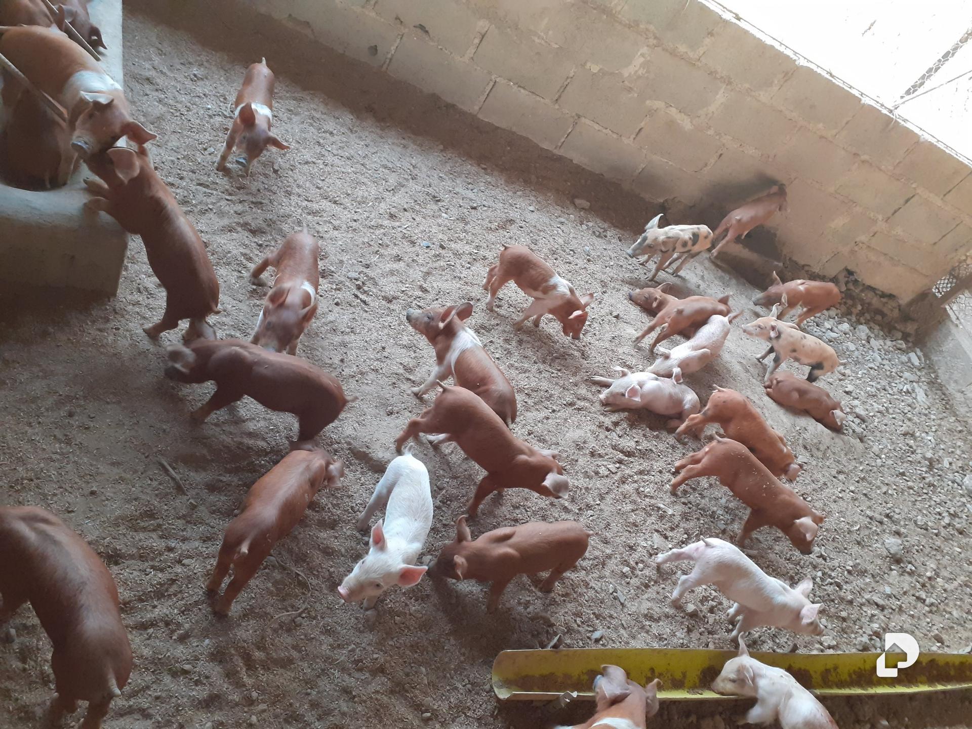 Finca en Tinaco – 5