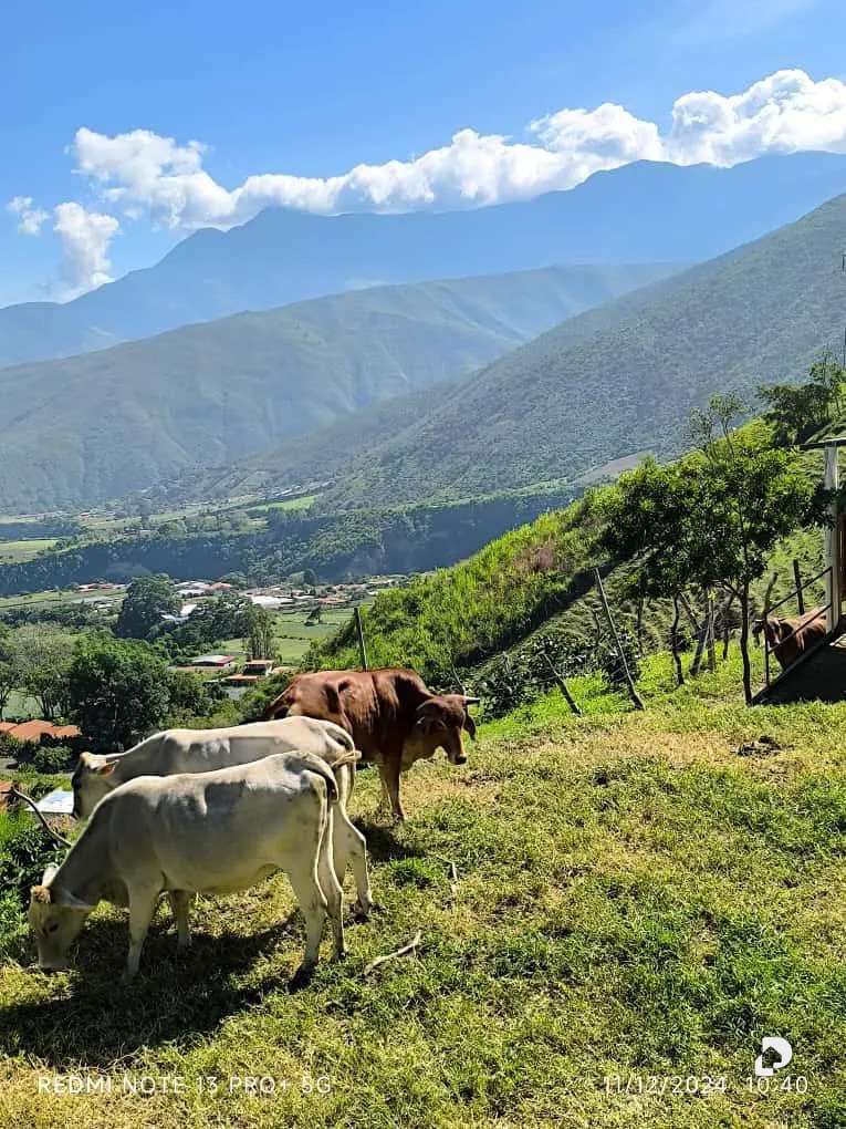 Finca en Mesa de Adrián, Bailadores – 1