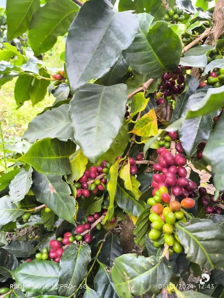 Finca en Mesa de Adrián, Bailadores – 2