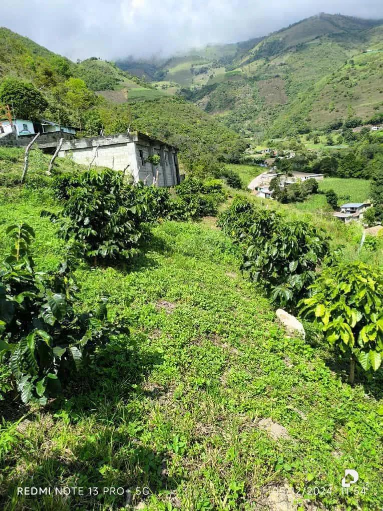 Finca en Mesa de Adrián, Bailadores – 5