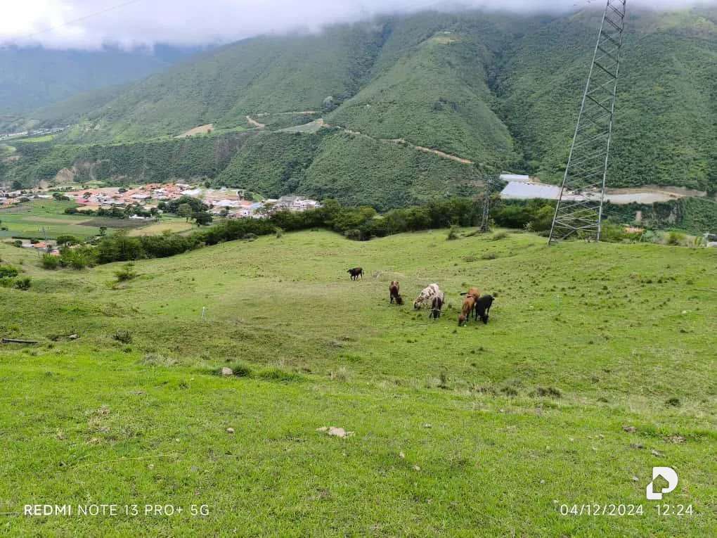 Finca en Mesa de Adrián, Bailadores – 6