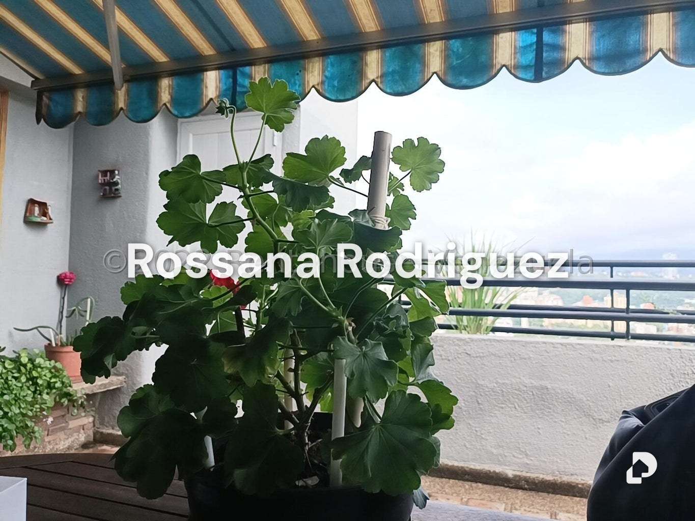 Apartamento en Santa Mónica, Caracas – 28