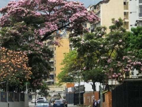 Habitación en Los Ruices, Caracas - 1