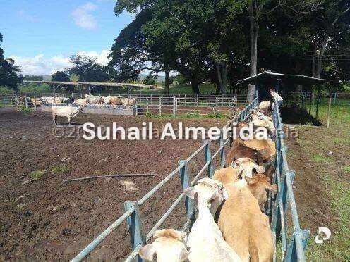 Finca en Belén – 30