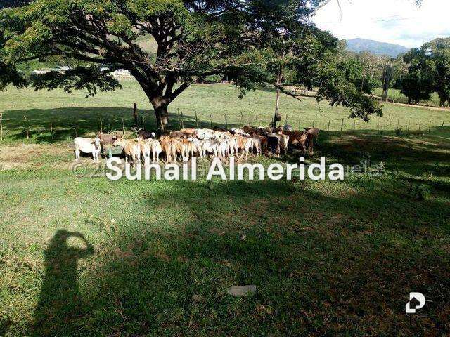 Finca en Belén – 21