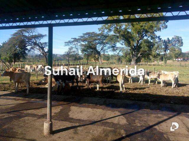 Finca en Belén – 27