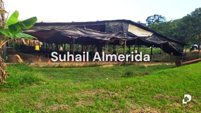 Finca en Canoabo, Bejuma – 14