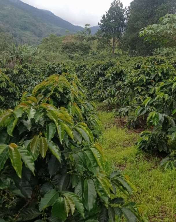 Terreno en Barquisimeto - 1