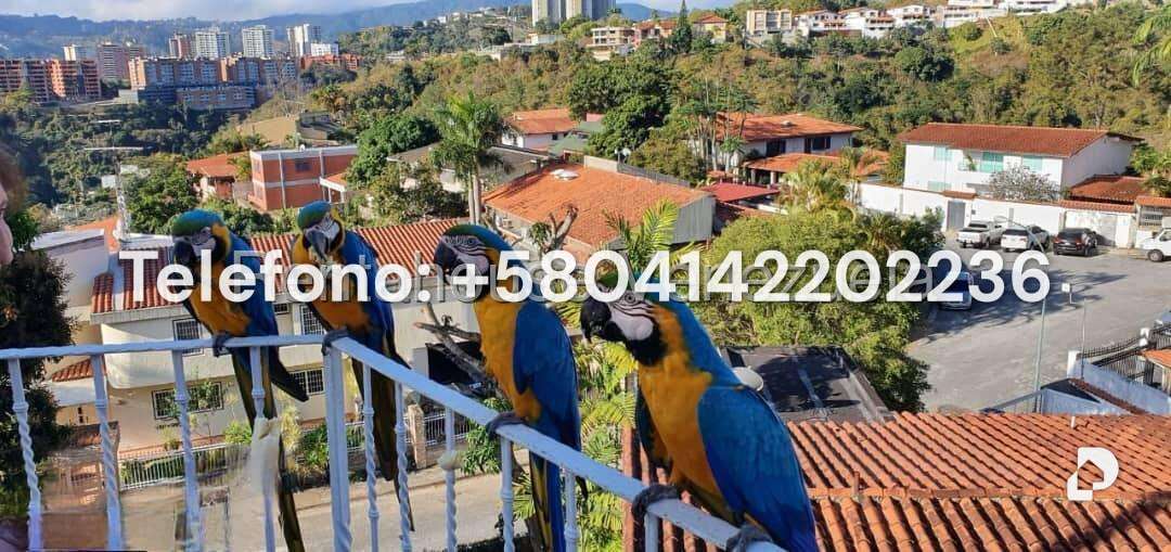 Casa en Colinas del Tamanaco, Caracas – 23