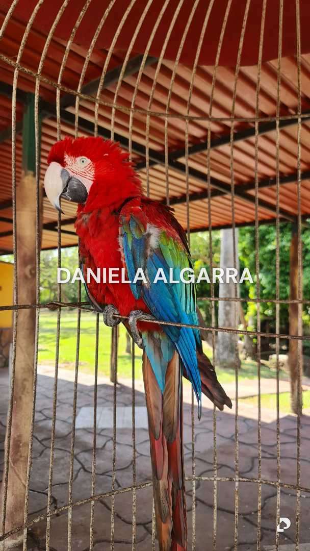 Farm in Tinaquillo – 10