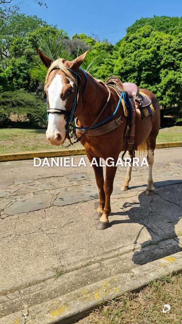 Farm in Tinaquillo – 11