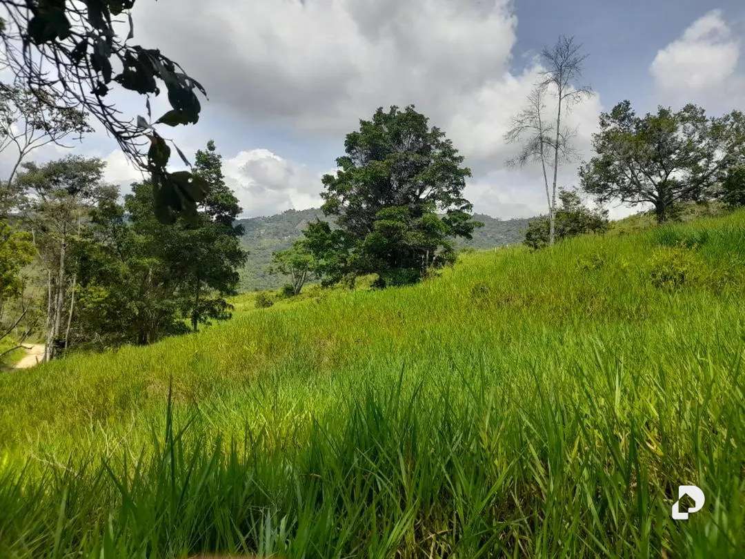 Finca en La Palmita – 44