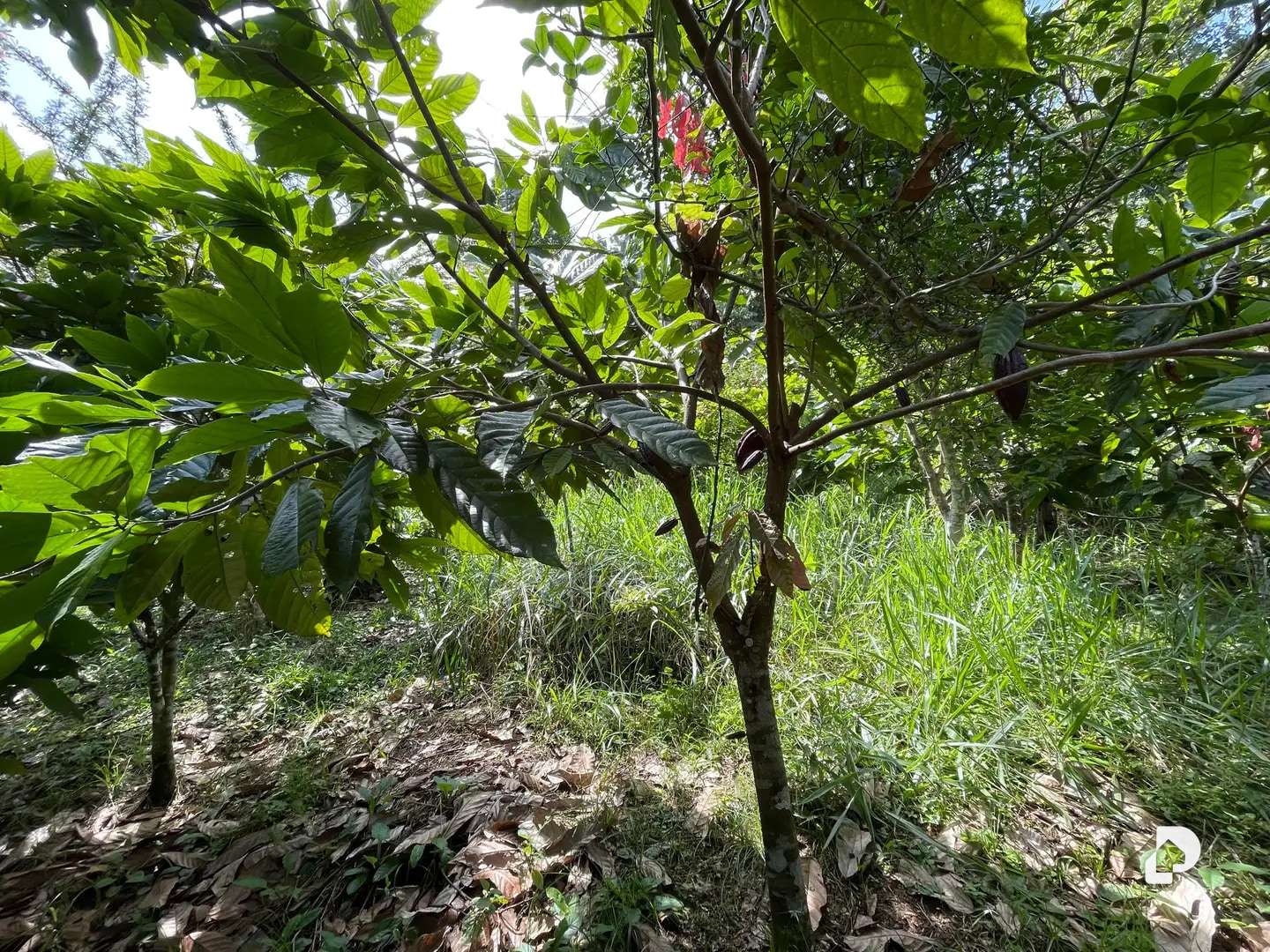 Finca en La Palmita – 7