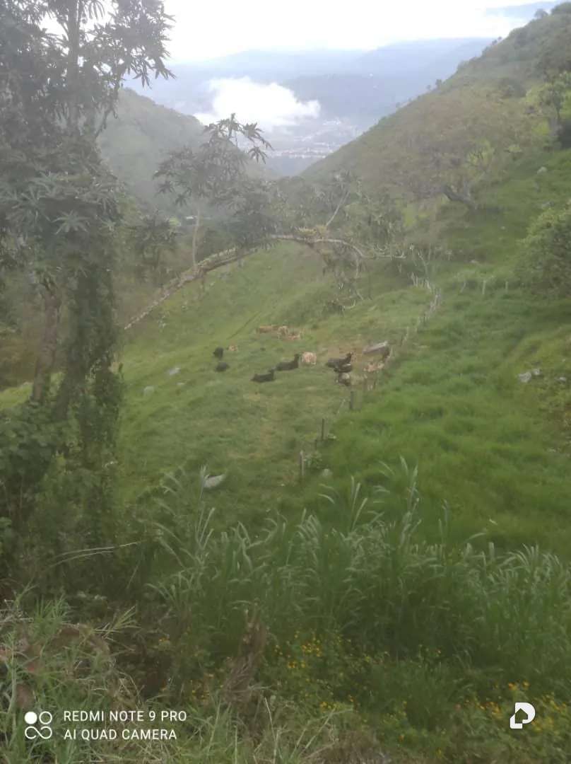 Finca en La Palmita – 49