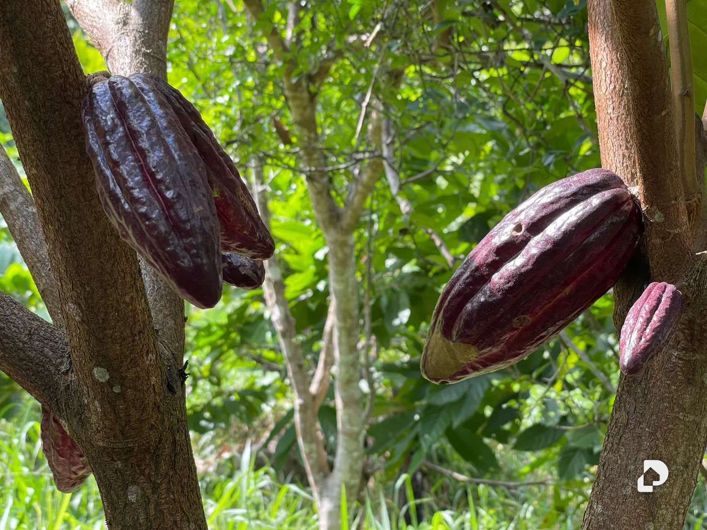 Finca en La Palmita – 6
