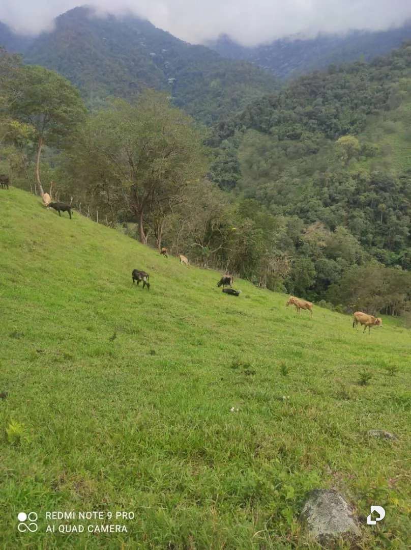 Finca en La Palmita – 39