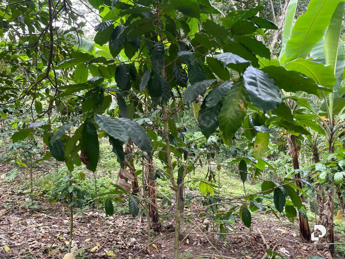 Finca en La Palmita – 9