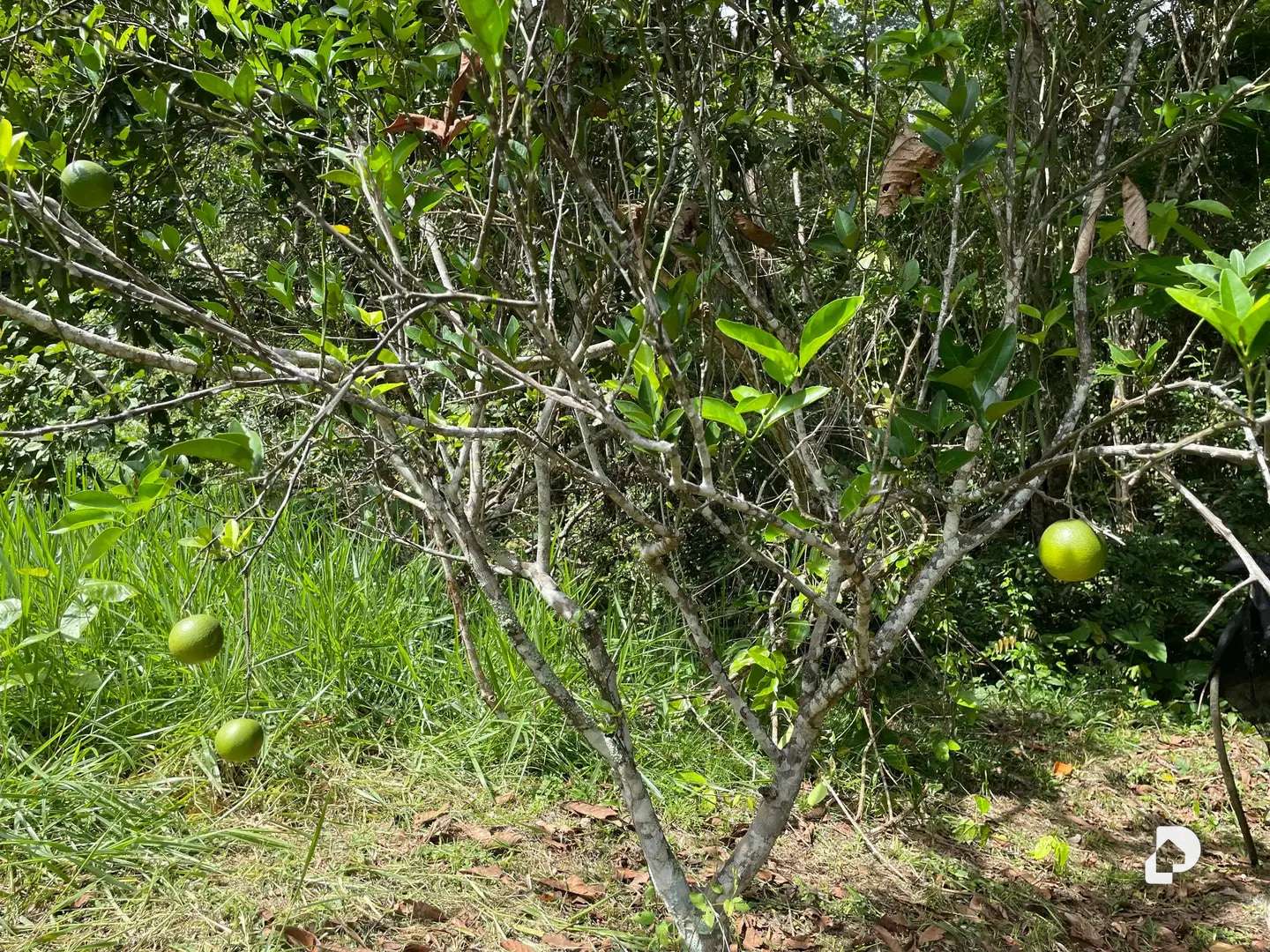 Finca en La Palmita – 12