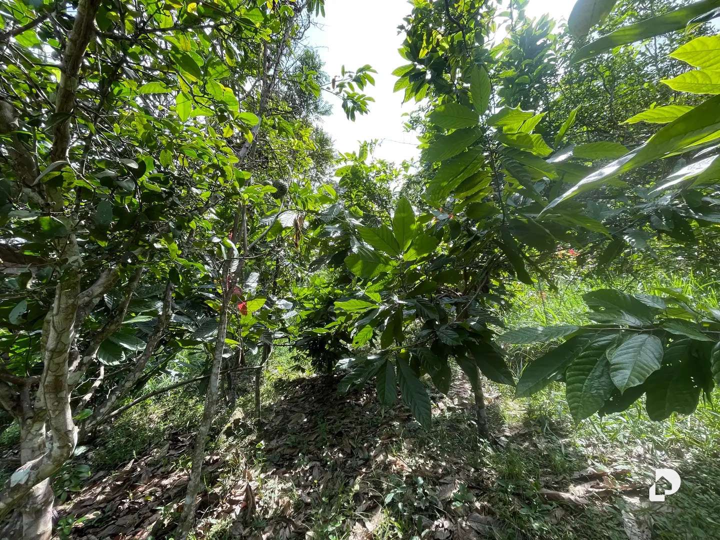 Finca en La Palmita – 26