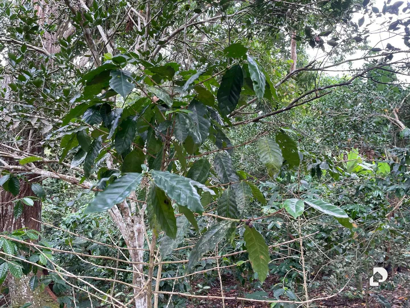Finca en La Palmita – 8