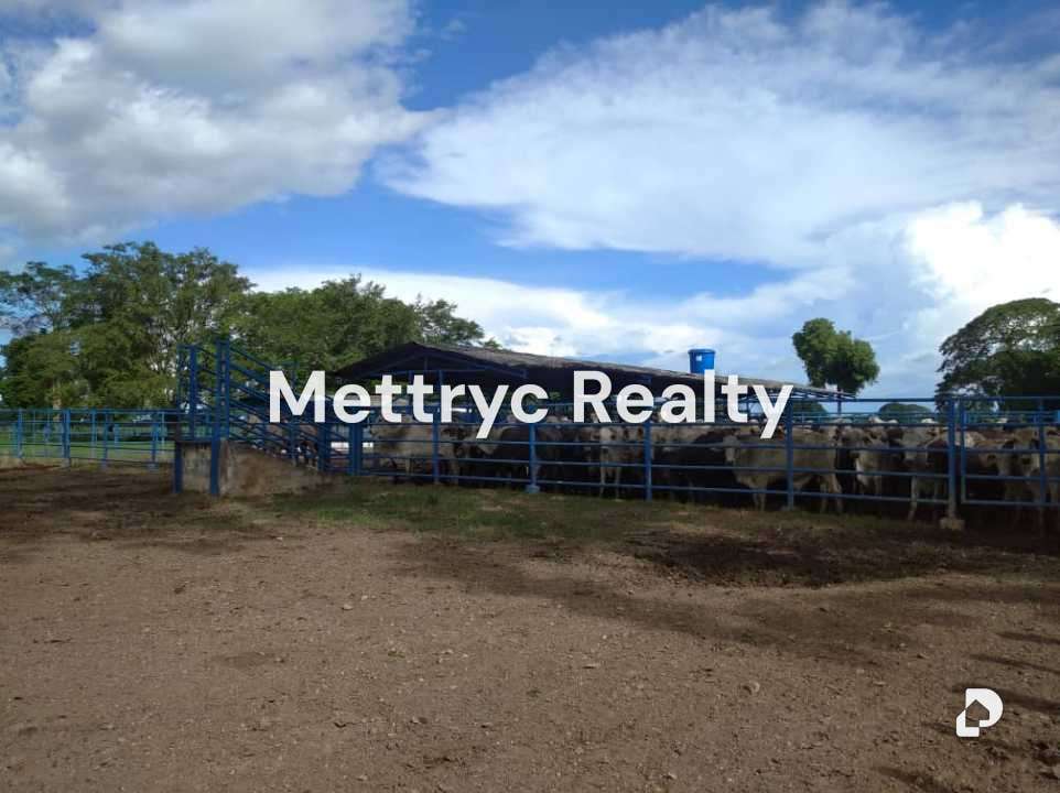 Farm in San Carlos – 11