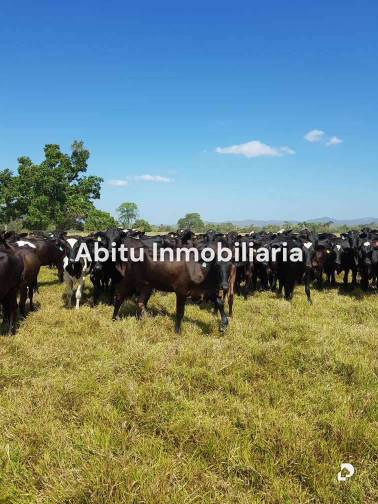 Finca en San Juan de los Morros – 7