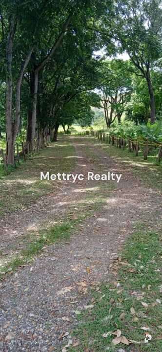 Finca en Las Mercedes Country, Tinaquillo – 20