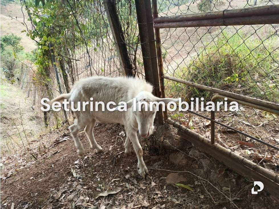 Finca en San Casimiro, Camatagua – 100