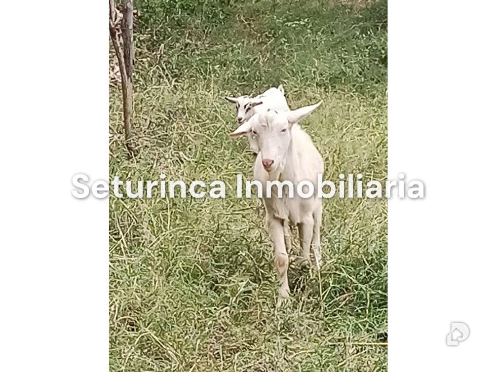 Finca en San Casimiro, Camatagua – 89