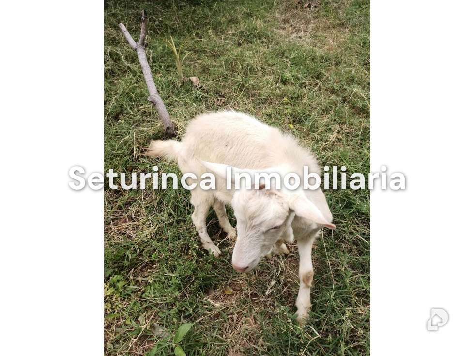 Finca en San Casimiro, Camatagua – 95