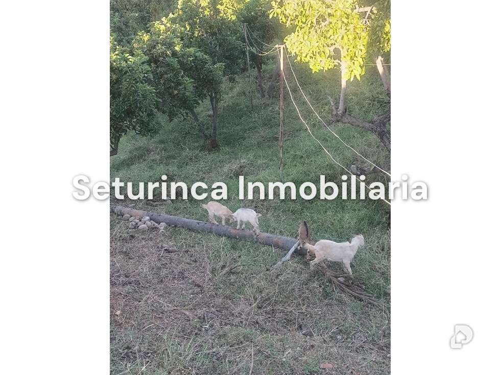 Finca en San Casimiro, Camatagua – 101