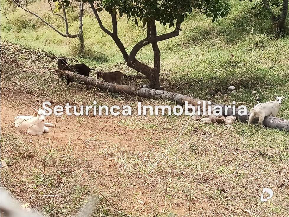 Finca en San Casimiro, Camatagua – 102